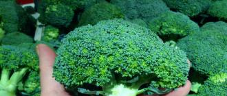 Как приготовить капусту брокколи вкусно и просто – быстрые рецепты блюд из брокколи