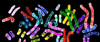 Хромосома — количество, строение, функции, типы